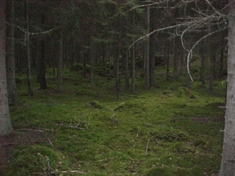 ppen, lttlpt granskog