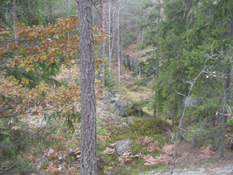 Vildmarksterrng