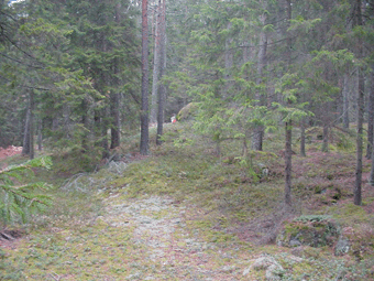 Vildmarksterrng