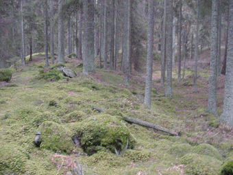 ppen, lttlpt granskog