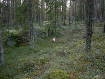 Sänkan i tallskogen