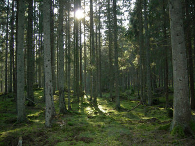 Storskog