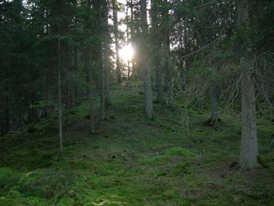 Gullaboskogen
