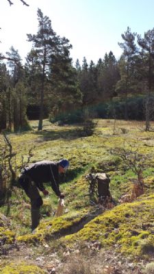 Överliggare sätts ut på kontrollen sänkan under lördagens arbete. Välkomna ut i den underbara terrängen!