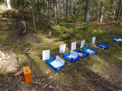 Kartorna väntar på de startande i Påskcupen. Under pandemiåret 2020 arrangerades flera enklare arrangemang med utspridda startfält. Vår etapp av Påskcupen gick på Söderåkrakartan.