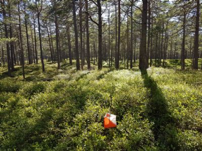 Ölandslägret 2020 och blåbärsris i massor då starten gick i norra delen av Ramsnäskartan vid Hagskog.