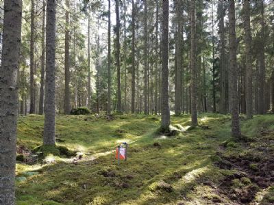 Kontrollen sänkan under Torsås OK:s tävling 2021. Tyvärr är det ett stort hygge där idag.