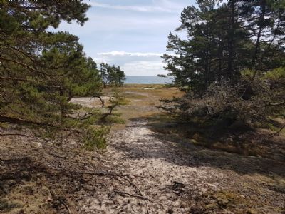 Vy från Poängorienteringen på Ängjärnsudden under Ölandslägret. Här kan man verkligen tala om Havs-OL!