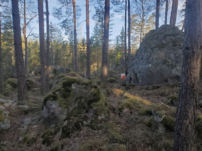 Provlöpningen under morgonen är en underbar upplevelse. Här ett av de stenigare områdena. Terrängen i Gullabo är otroligt omväxlande med riktigt tuffa områden blandat med snabblöpt och öppen storskog.