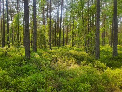 Inplock av kontroller efter Föreningskavlen 27 maj. Det är så otroligt grönt både på marken och på träden. En härlig tid!