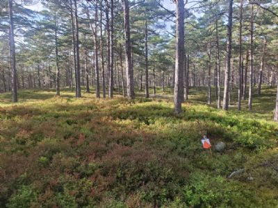 I Hagskog får man verkligen ett ordentligt pass med benstyrka i det höga blåbärsriset. Tekniskt är det är det också rejält utmanande.
