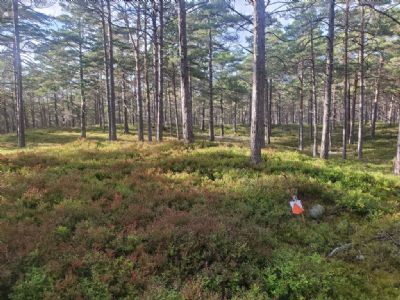 I Hagskog får man verkligen ett ordentligt pass med benstyrka i det höga blåbärsriset. Tekniskt är det är det också rejält utmanande.