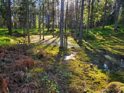 Det är fortfarande en del vatten i terrängen efter den kalla och delvis blöta våren.