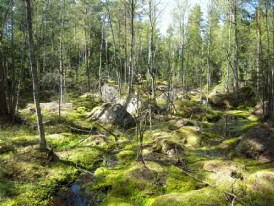 En större sankmark i det steniga vildmarksområdet på Bodhyltankartan.