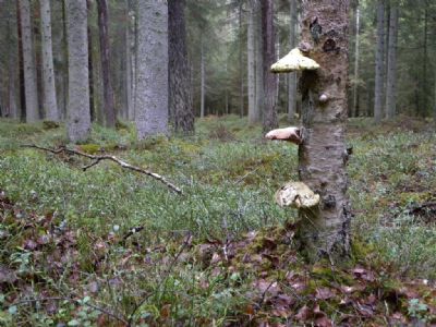 Vacker vy från Magnus Lagers vätskekontroll på vårens tävling i Tuthult. Det var H21L-löparna som en stund senare skulle få uppleva den här terrängen.