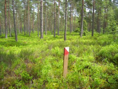 Grönt så det nästan gör ont i ögonen! En sommarkontroll från sommarens lyckade Sommar-OL i Söderåkra. Det är otroligt att vi har sådan terräng i kommunen!