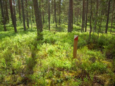 Grönt, grönt, grönt. En sommarkontroll i grönskan i Söderåkra 2012.