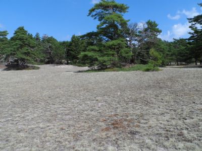 Sandhavet på vårt favoritområde vid Ängjärnsudden på Ölandslägret. Snart är det dags igen för denna höjdare!