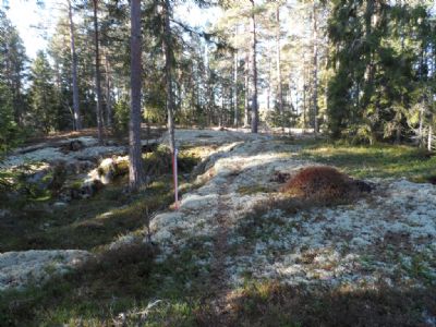 Tidig tävlingsmorgon är bland det finaste man kan uppleva då man är med när naturen vaknar. Här en snitsling som kollas vid vår tävling i Bodhyltan 2013. Tyvärr är det hygge här idag.