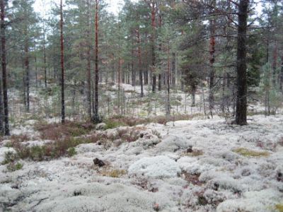 Skattungbyn