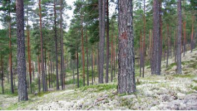 Skattungbyn