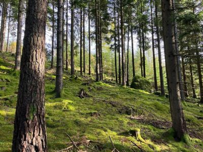 Vi kommer att mötas av en hel del öppen och storstammig skog.