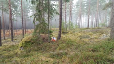 Tidig morgon vid kontrollen stenen i Söderåkraskogen. Om några timmar springer massor av deltagare på Lång-DM 2016 förbi kontrollen.