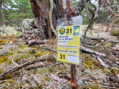 Utsättning av kontrollmarkeringar till Veteran-SM gjordes i juni. Tävlingarna kom att bli en succé och Öland blev populärt som orienteringslandskap.